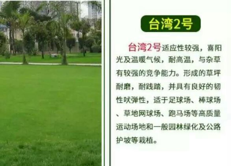白三叶种子包衣净子