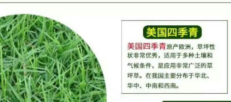 白三叶种子包衣净子