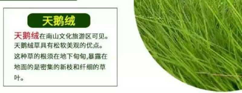 白三叶种子包衣净子