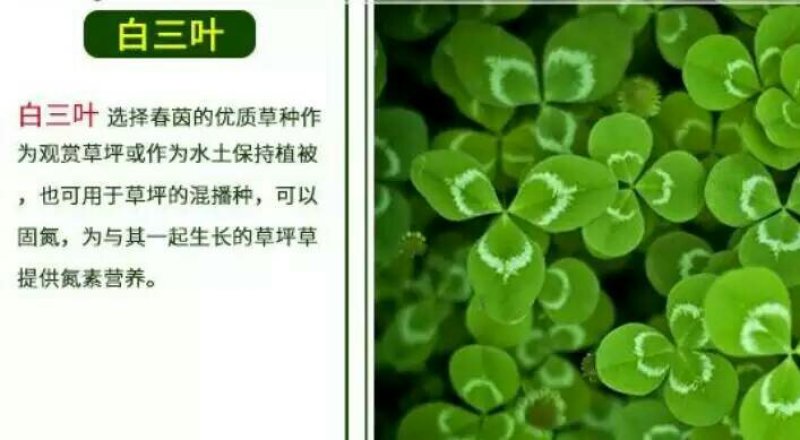 白三叶种子包衣净子