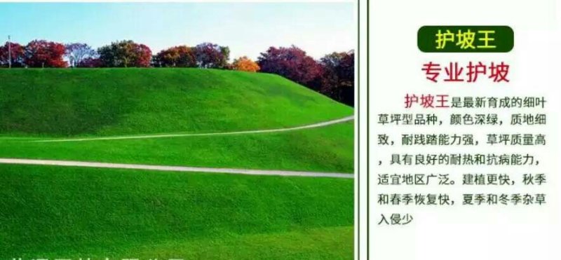 白三叶种子包衣净子