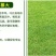 白三叶种子包衣净子