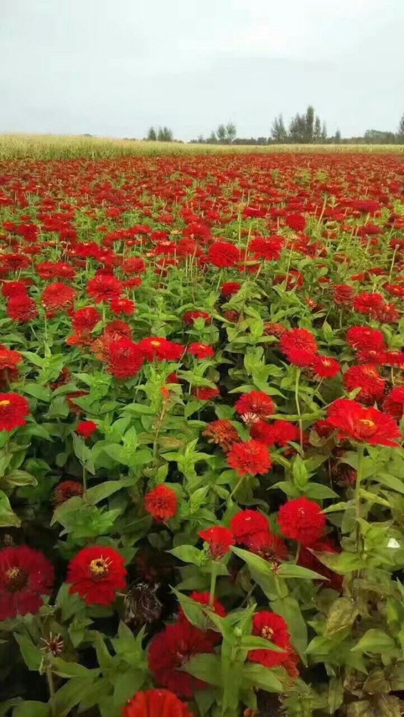 百日草种子