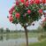 精品高杆树形月季独杆树状大花月季品种月季大量供应5公分