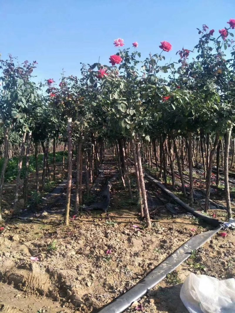精品高杆树形月季独杆树状大花月季品种月季大量供应5公分