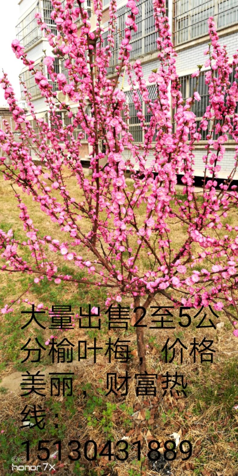榆叶梅