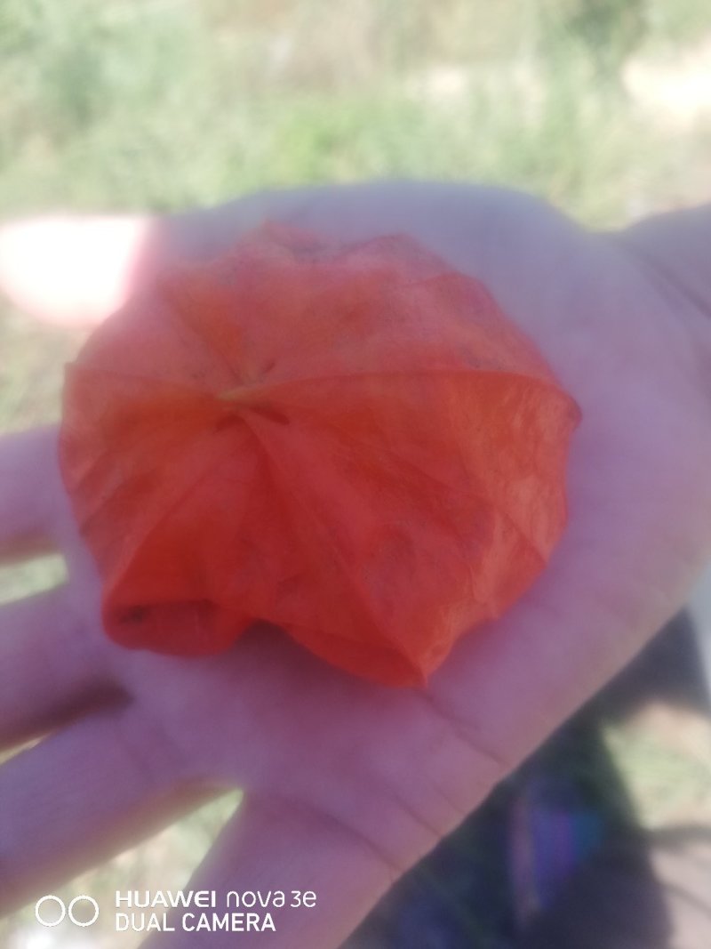红菇娘根出售