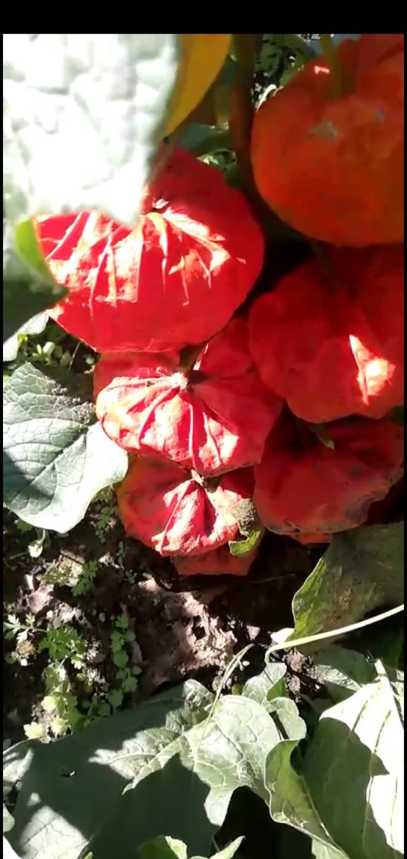 红菇娘根出售