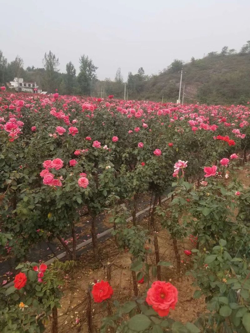 精品高杆树形月季独杆树状大花月季品种月季大量供应5公分