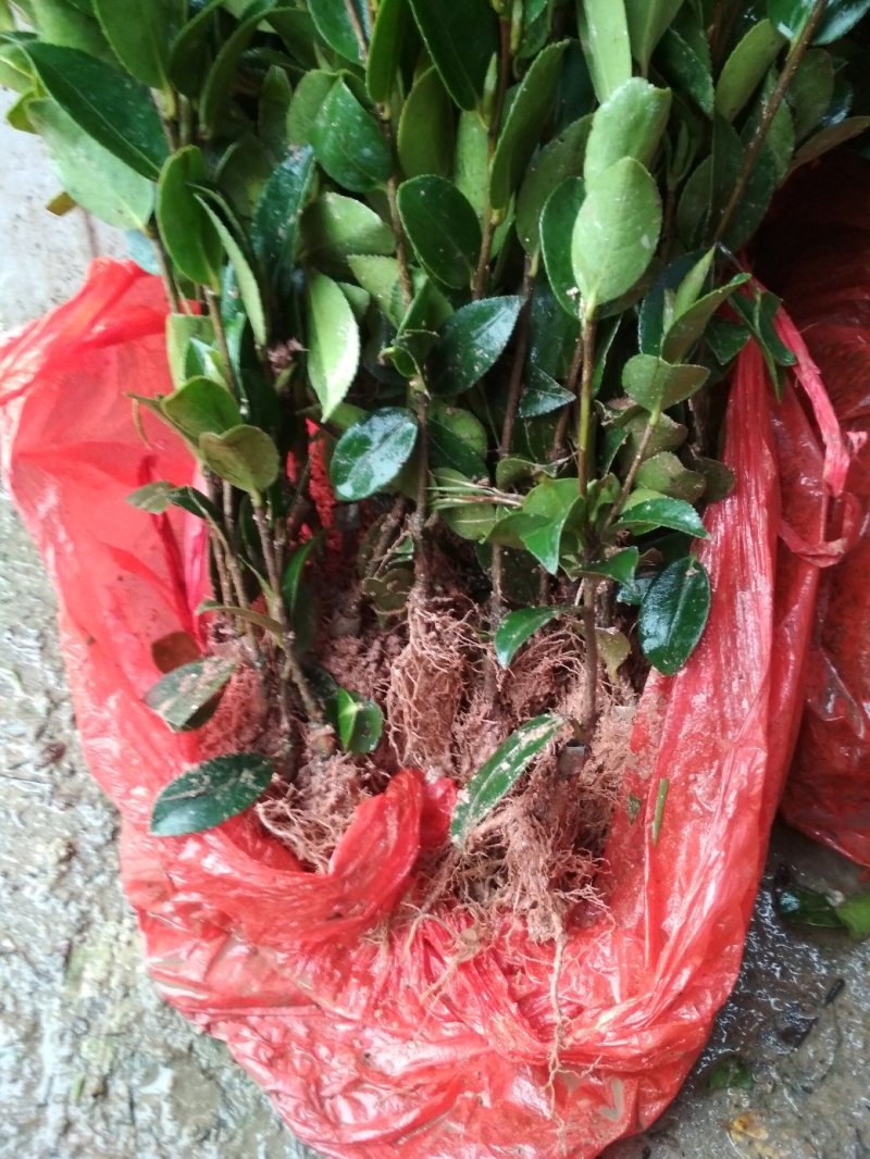 油茶苗，广西2号种，果大