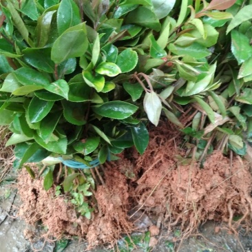 油茶苗，广西2号种，果大