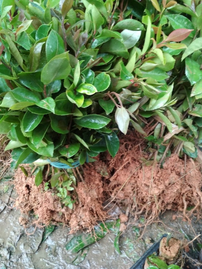 油茶苗，广西2号种，果大