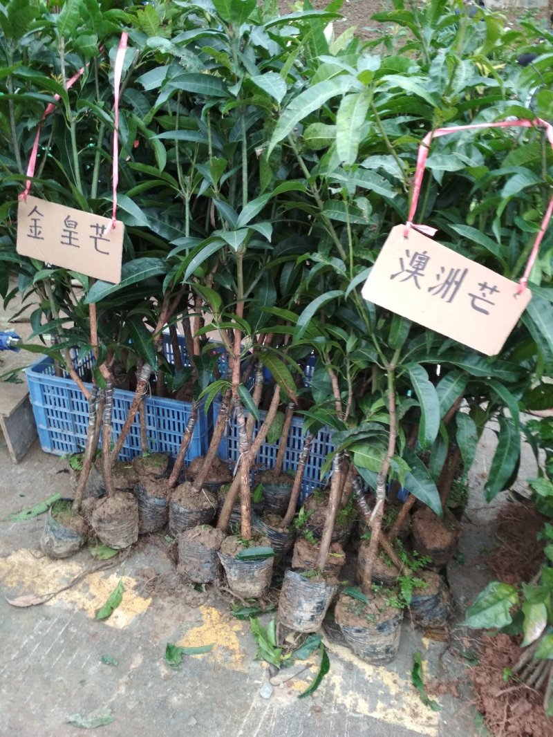 芒果苗，大只果，优质苗木，高产，稳产