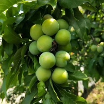 早熟青脆李子苗早上市李子苗早熟三华李