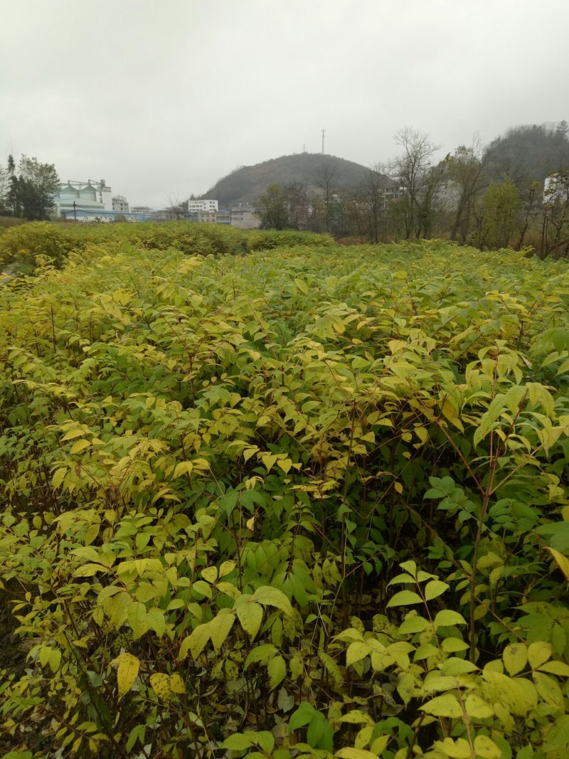 黄柏苗黄柏小苗