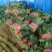 菠菜