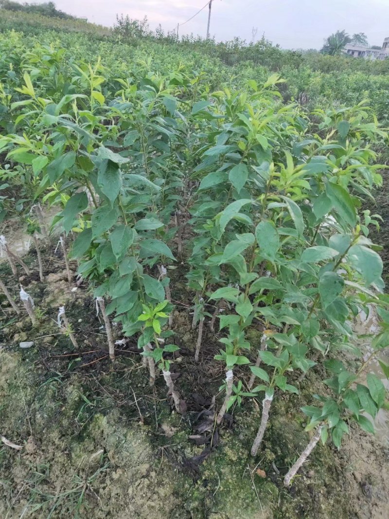 李子苗场地直销早熟三华李五月李子苗