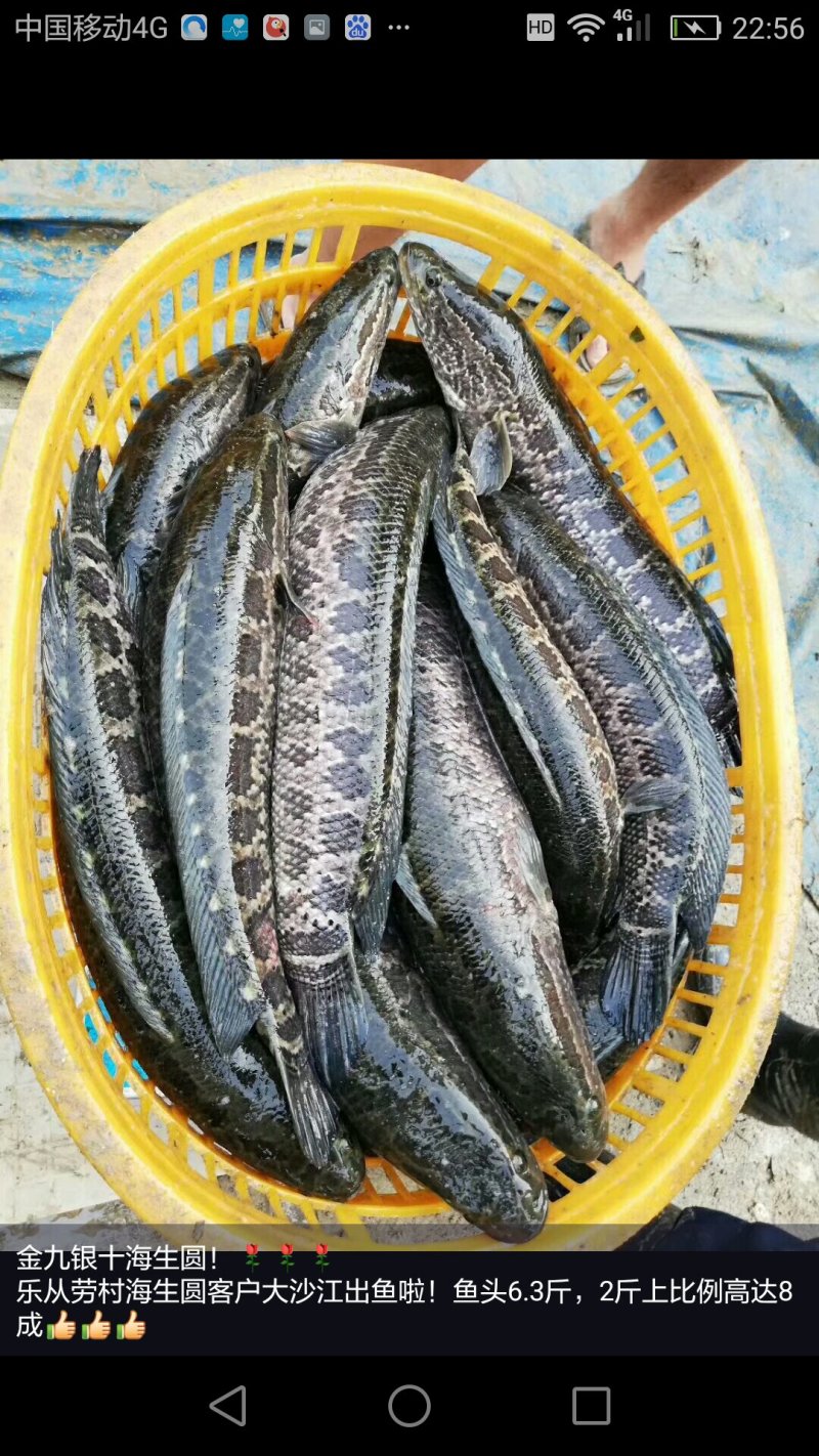 黑鱼，