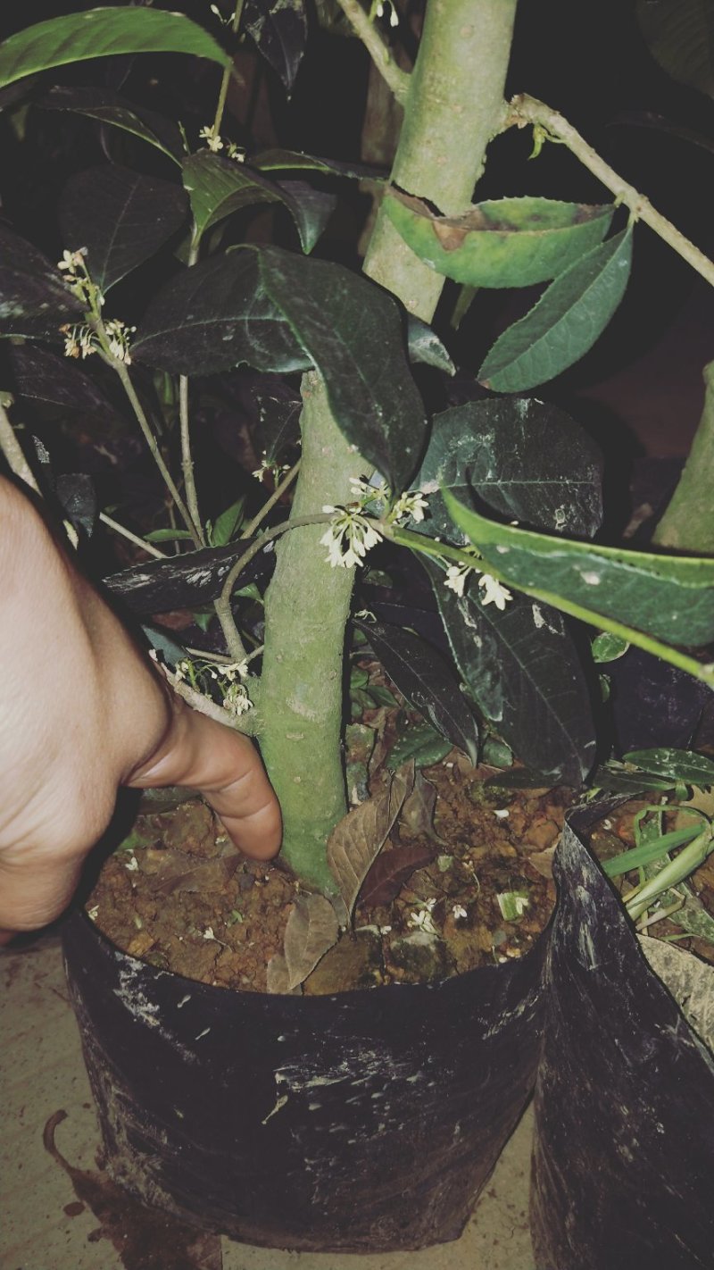 金桂花树4年苗包邮已经开花