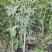 金桂花树4年苗包邮已经开花
