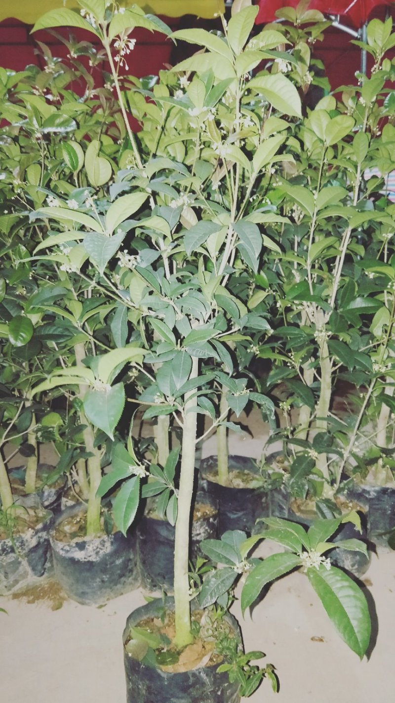 金桂花树4年苗包邮已经开花