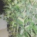 金桂花树4年苗包邮已经开花