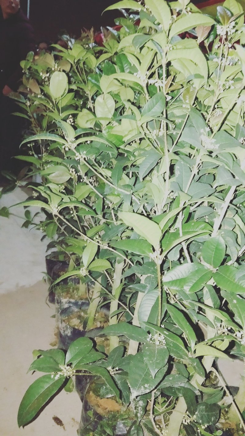 金桂花树4年苗包邮已经开花