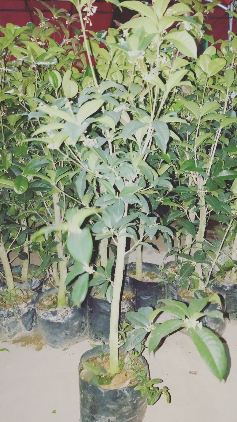金桂花树4年苗包邮已经开花