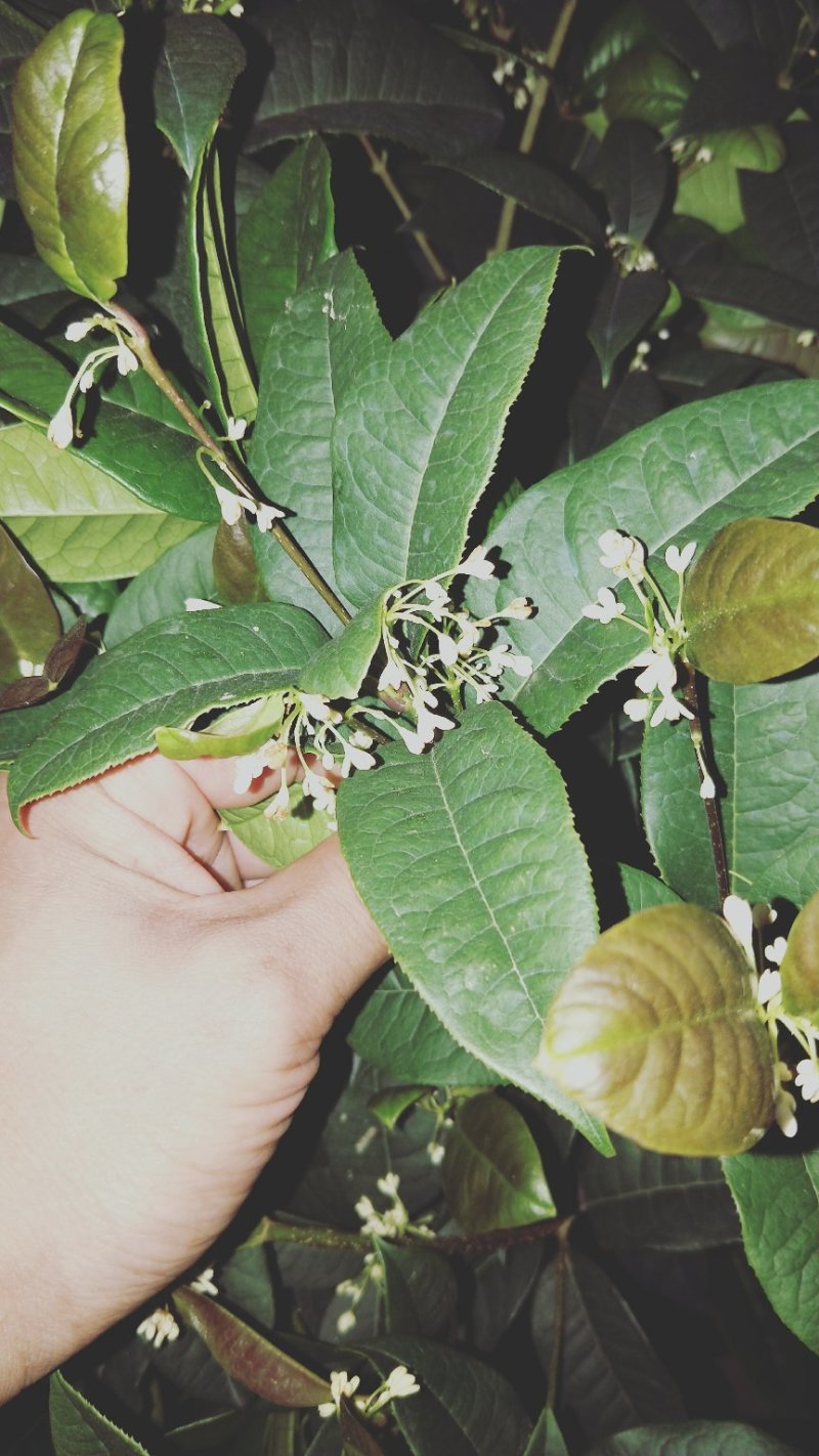 金桂花树4年苗包邮已经开花