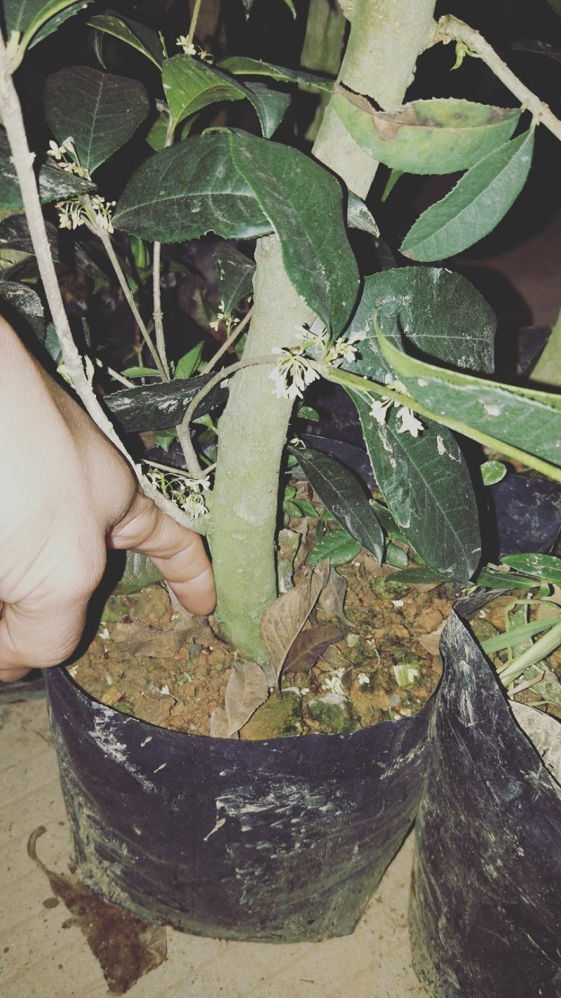 金桂花树4年苗包邮已经开花