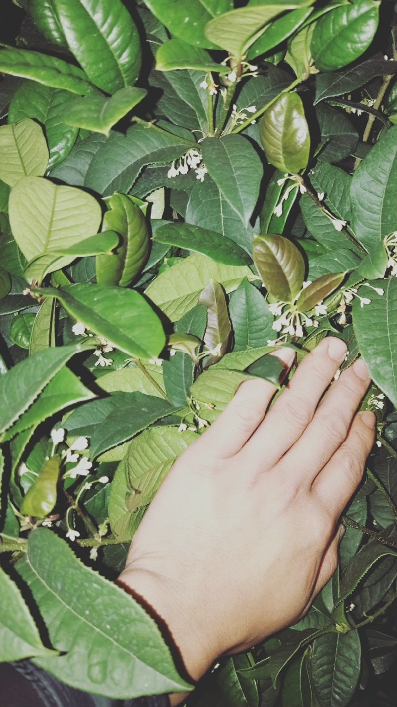 金桂花树4年苗包邮已经开花