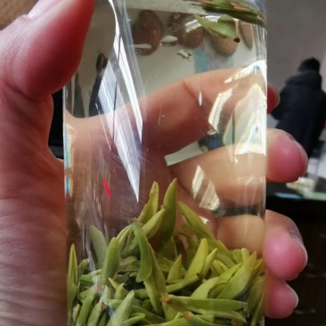 第一龙井
