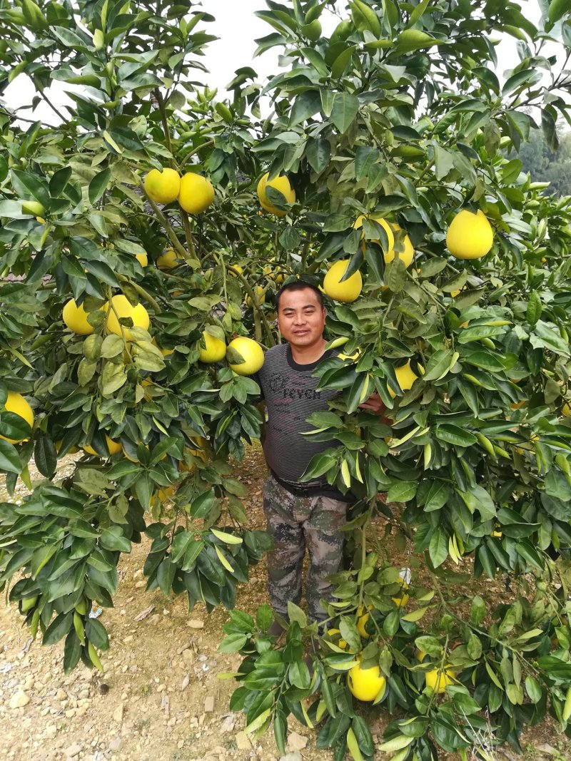 香柚苗（安江柚苗）柚子基地供苗，优良柚子品种！