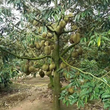 榴莲苗金枕榴莲莲2年嫁接苗南方可种植家庭种植基地种植