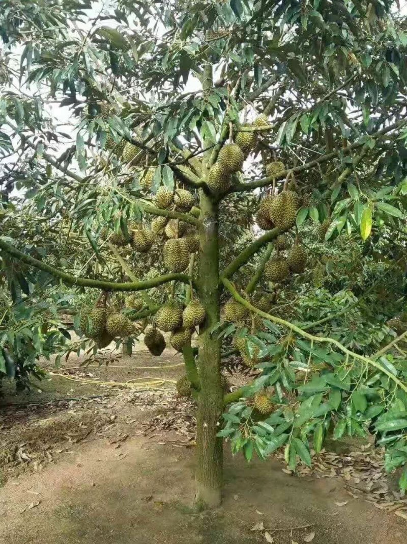 榴莲苗金枕榴莲莲2年嫁接苗南方可种植家庭种植基地种植