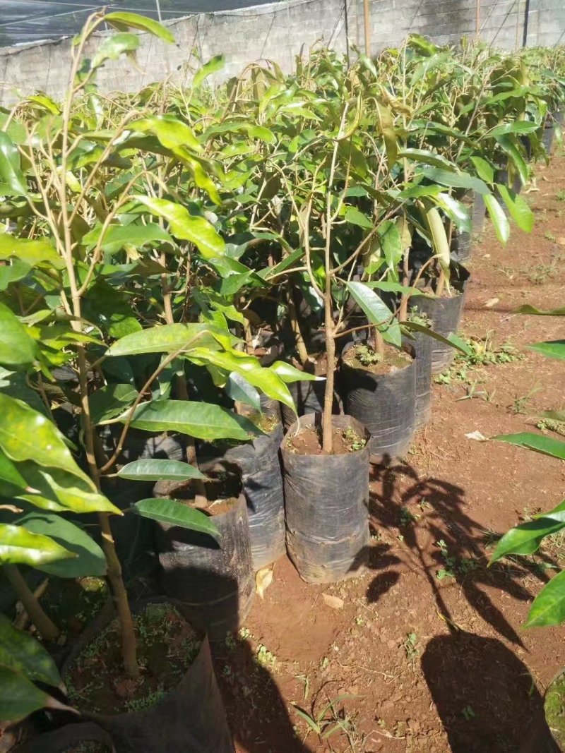 榴莲苗金枕榴莲莲2年嫁接苗南方可种植家庭种植基地种植