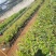 榴莲苗金枕榴莲莲2年嫁接苗南方可种植家庭种植基地种植