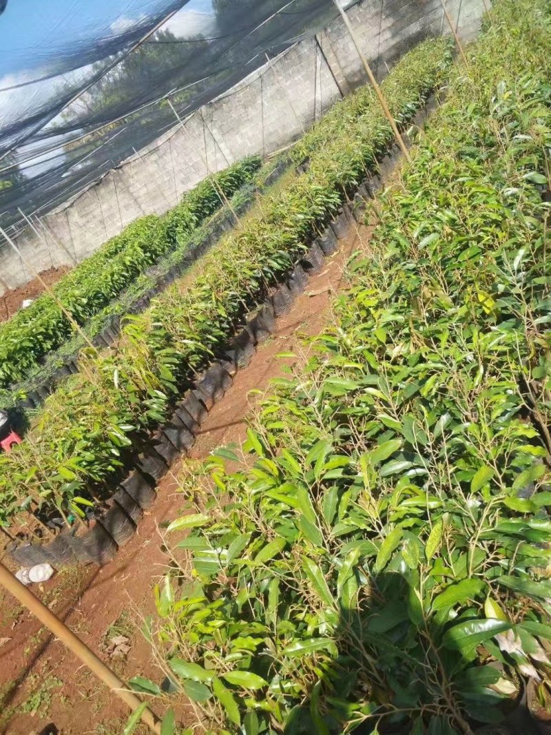 榴莲苗金枕榴莲莲2年嫁接苗南方可种植家庭种植基地种植