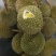 榴莲苗金枕榴莲莲2年嫁接苗南方可种植家庭种植基地种植