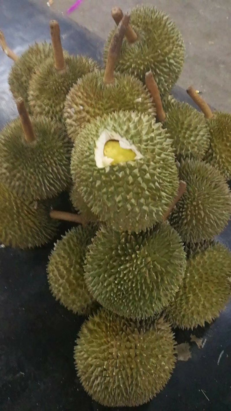 榴莲苗金枕榴莲莲2年嫁接苗南方可种植家庭种植基地种植