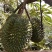 榴莲苗金枕榴莲莲2年嫁接苗南方可种植家庭种植基地种植