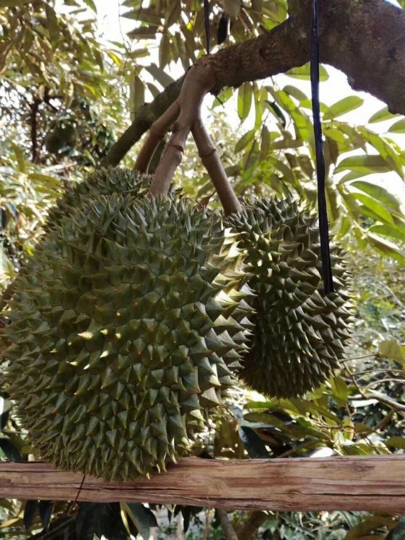 榴莲苗金枕榴莲莲2年嫁接苗南方可种植家庭种植基地种植
