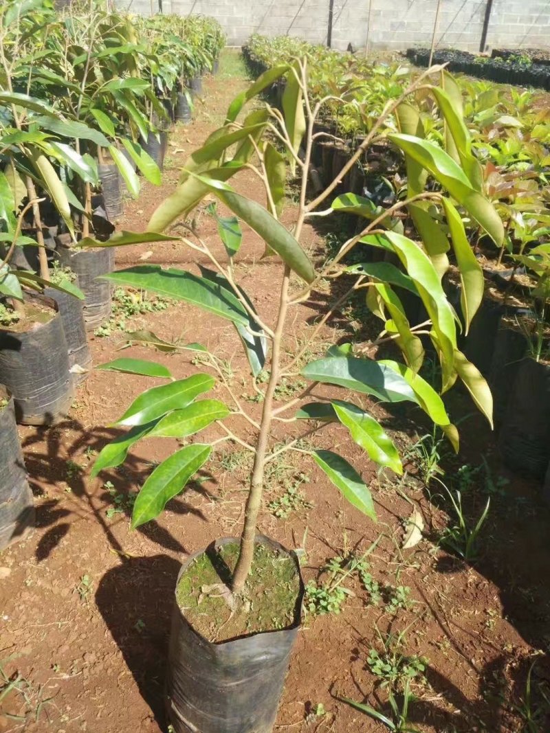 榴莲苗金枕榴莲莲2年嫁接苗南方可种植家庭种植基地种植