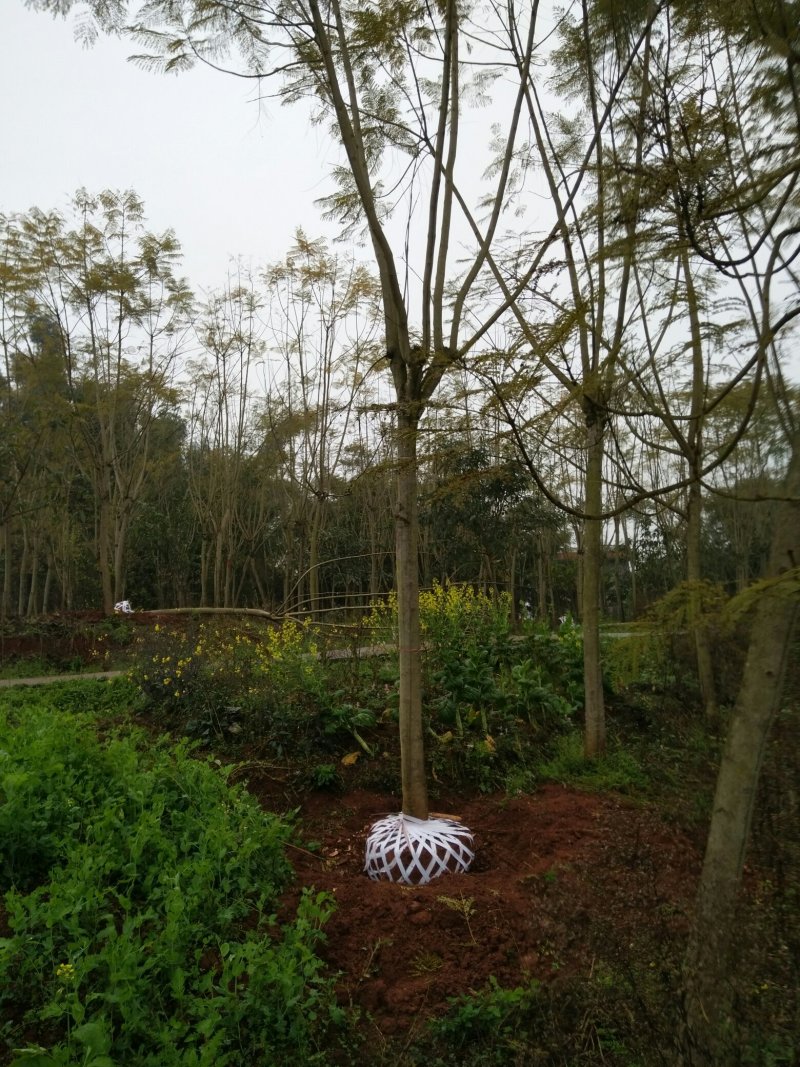 尖叶蓝花楹10~20m