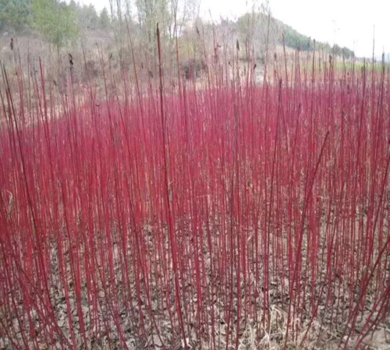 红瑞木苗耐寒成活率高红木避邪之用欢迎选购