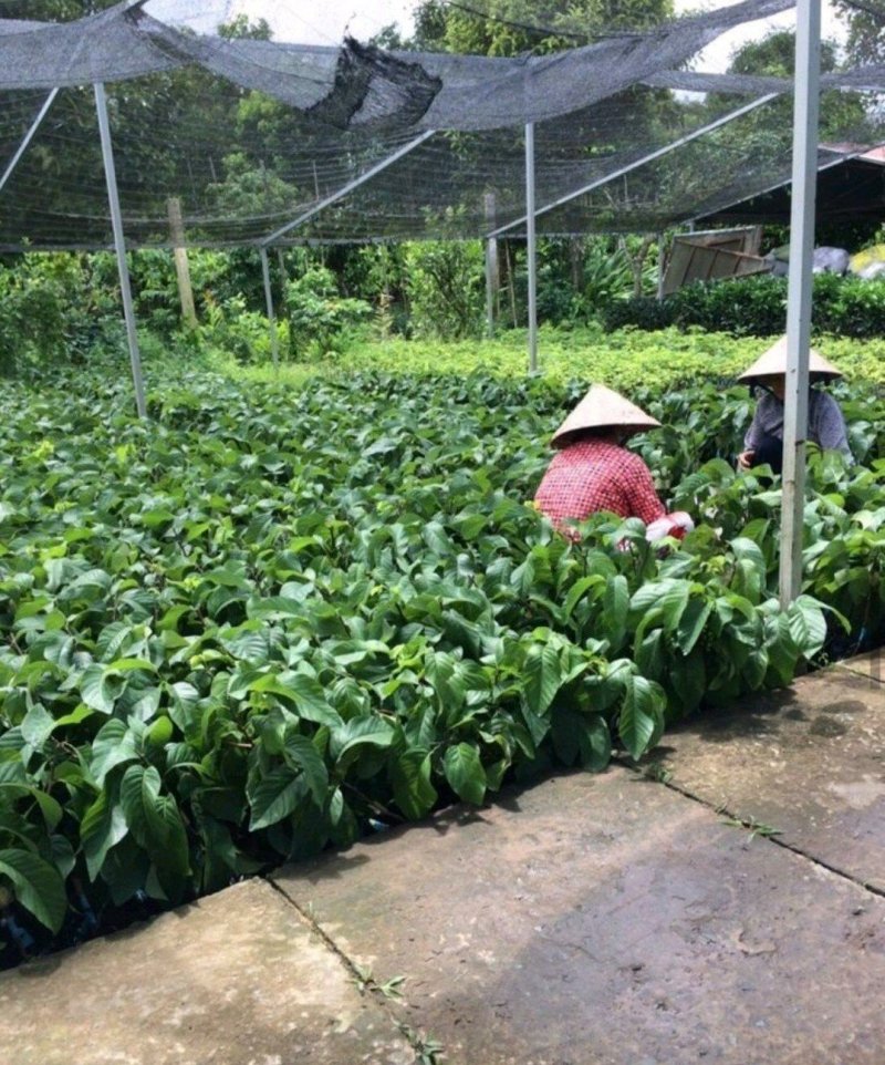 泰国释迦果苗2年嫁接苗