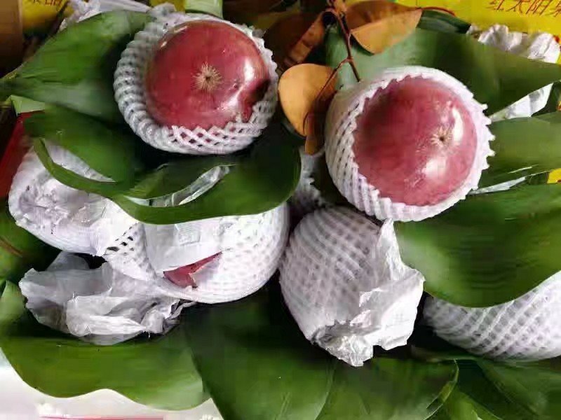 越南牛奶果苗嫁接苗包邮