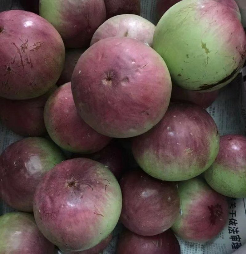 越南牛奶果苗嫁接苗包邮