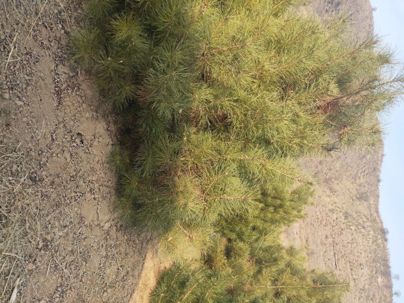 有名树