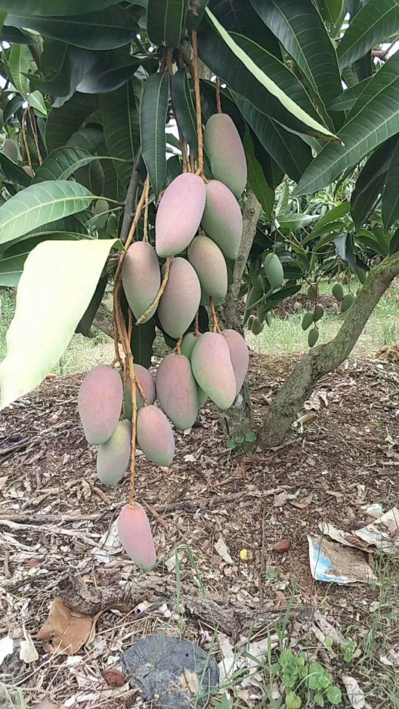 【特价】芒果苗红贵妃2年嫁接苗包邮